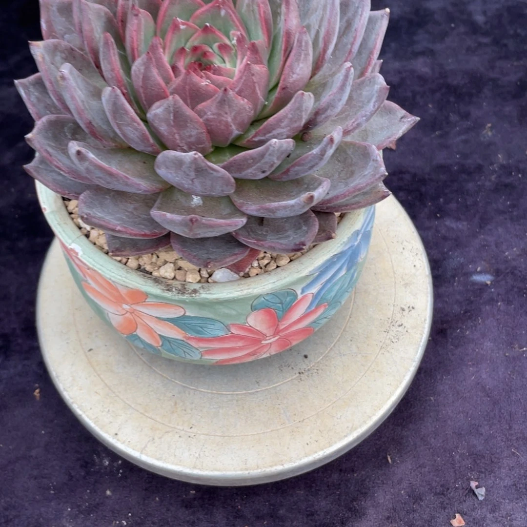 小***傲1091香槟混血儿单头多肉植物