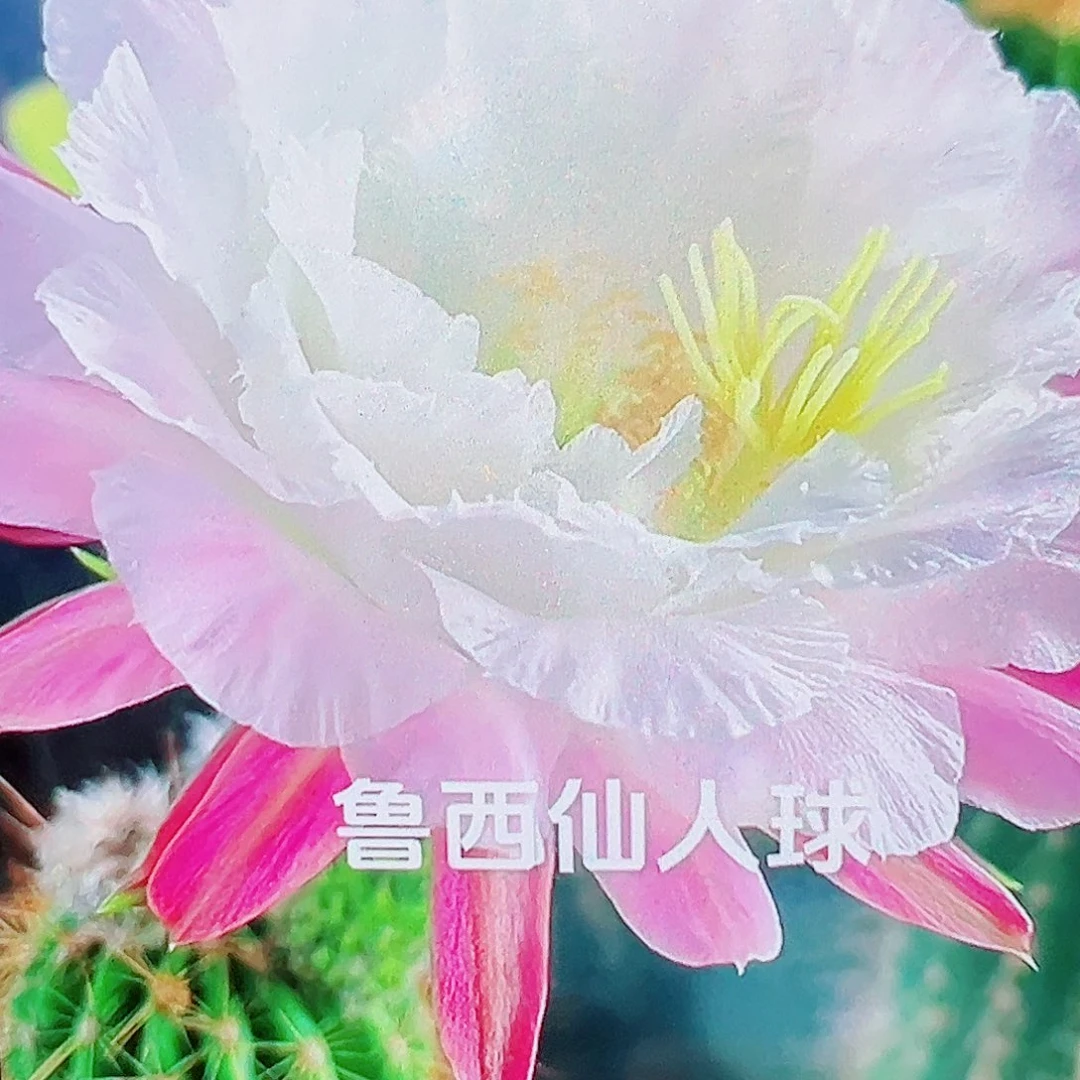 毛花柱 柔粉依兰 侧芽 满20包邮