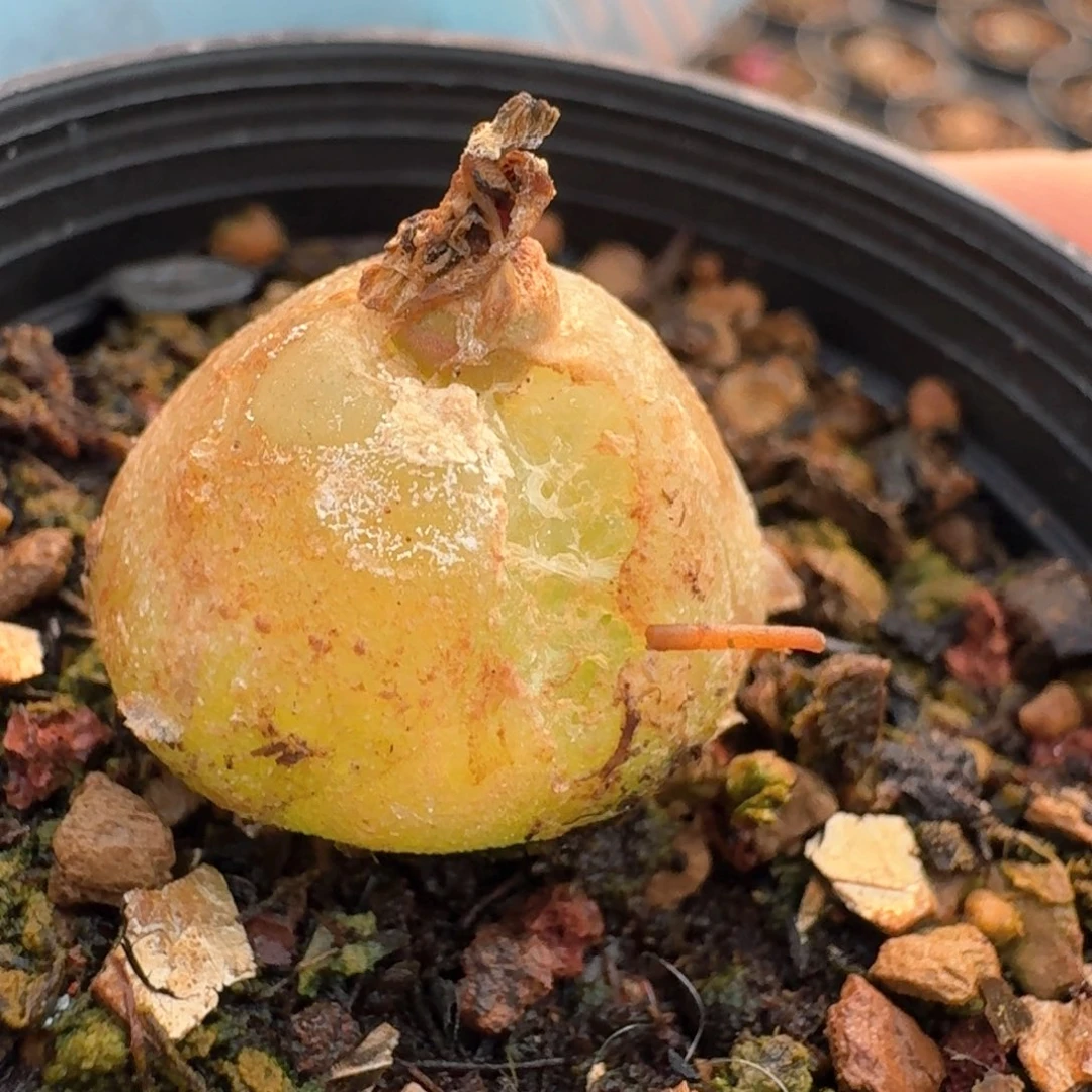 1054带盆土发货灯泡裂开尺寸1.8