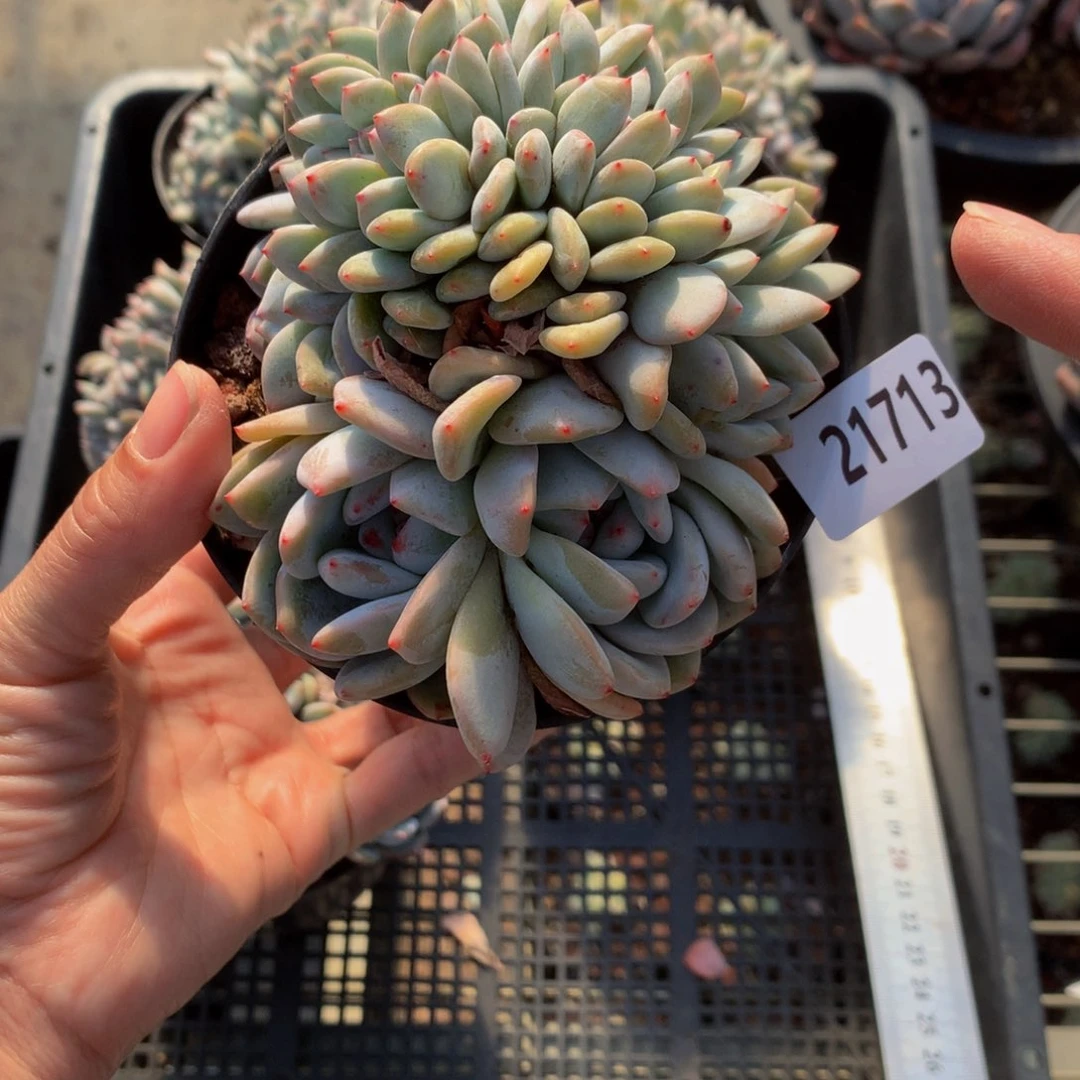 21713嗯嗯嗯嗯嗯