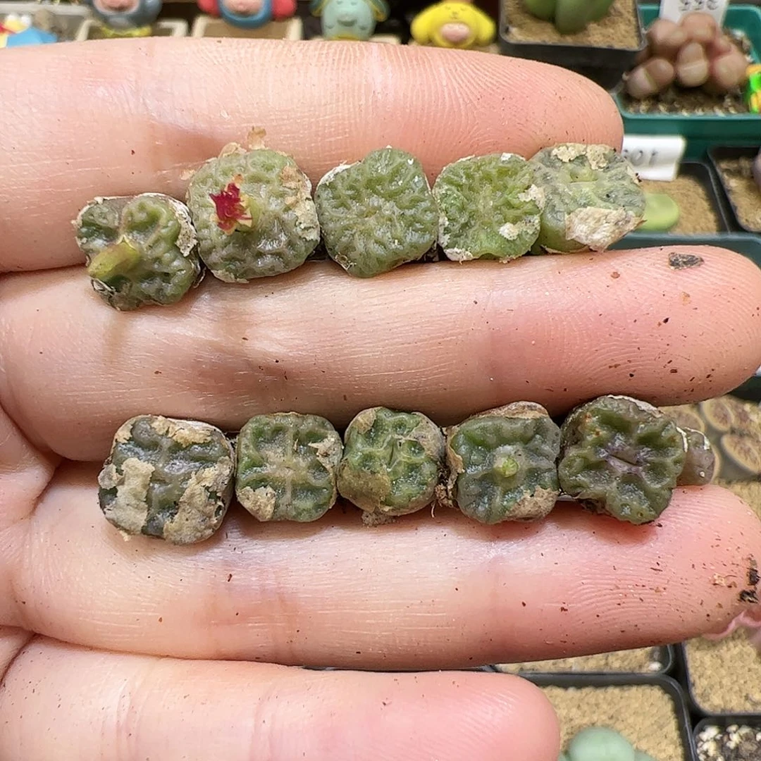 【闪购商品】393 方烧麦*10