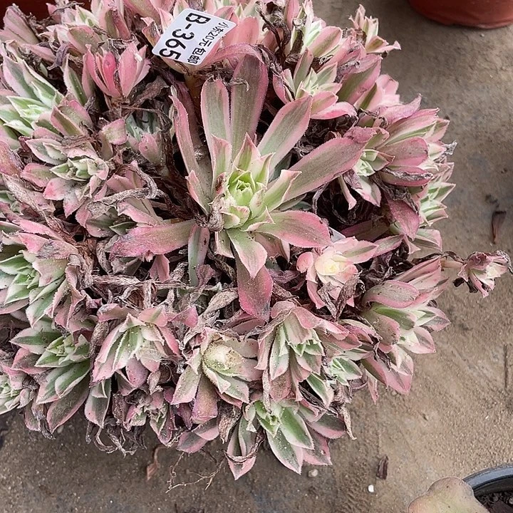 365九尾狐多肉植物法师