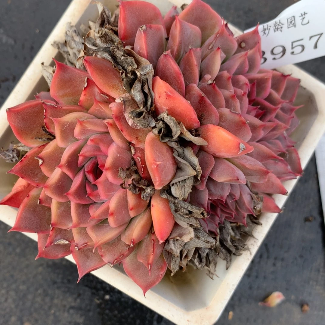 3957杂交多肉老桩子