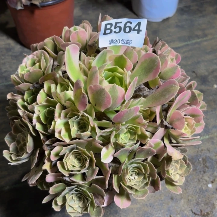 瑞妈多肉植物，564香妃