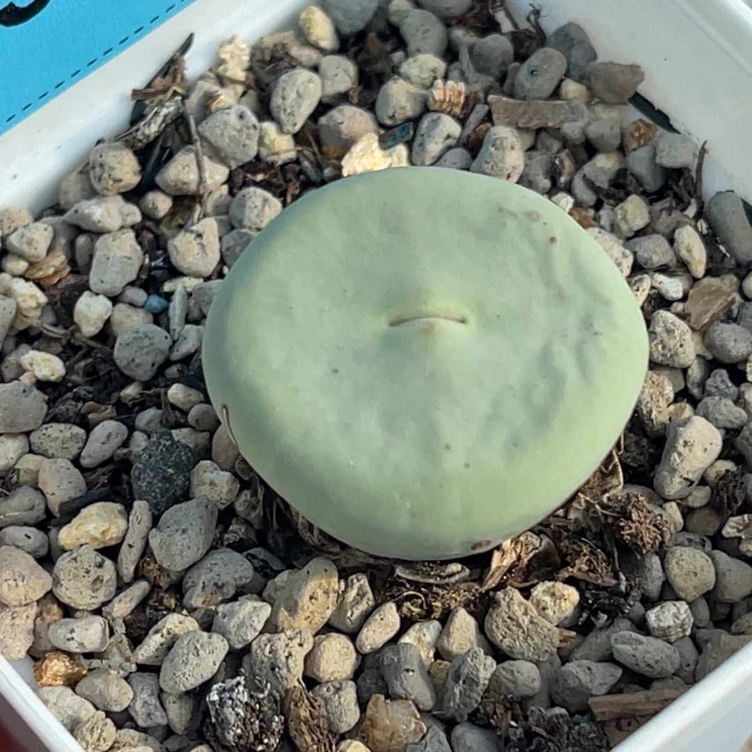 3556小红嘴一颗。