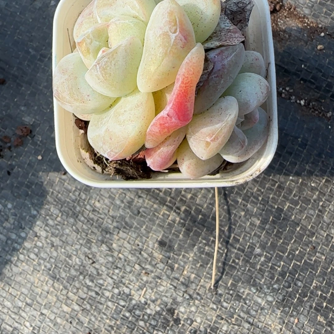 喵***兮小卡拉米糖心一物一拍