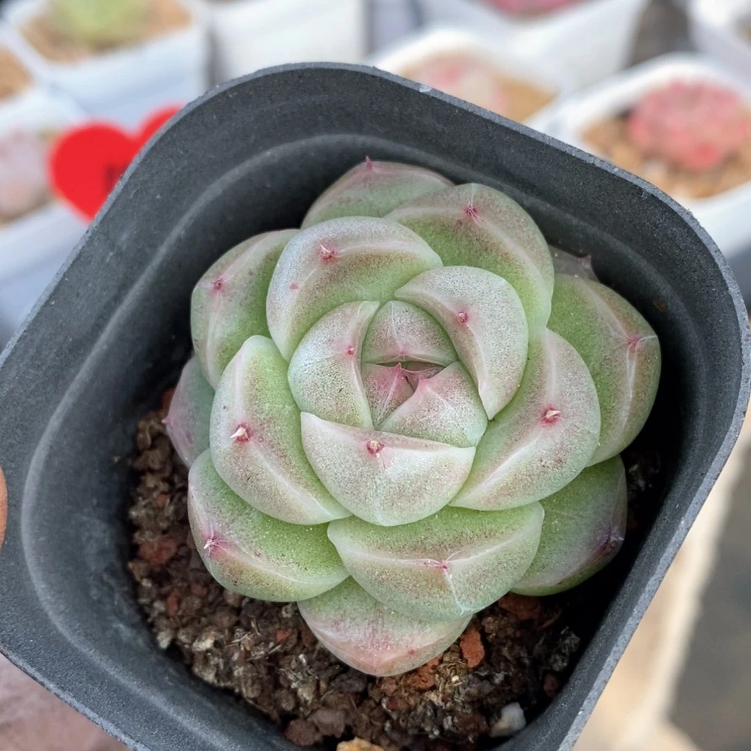 精品多肉一物一的拍153