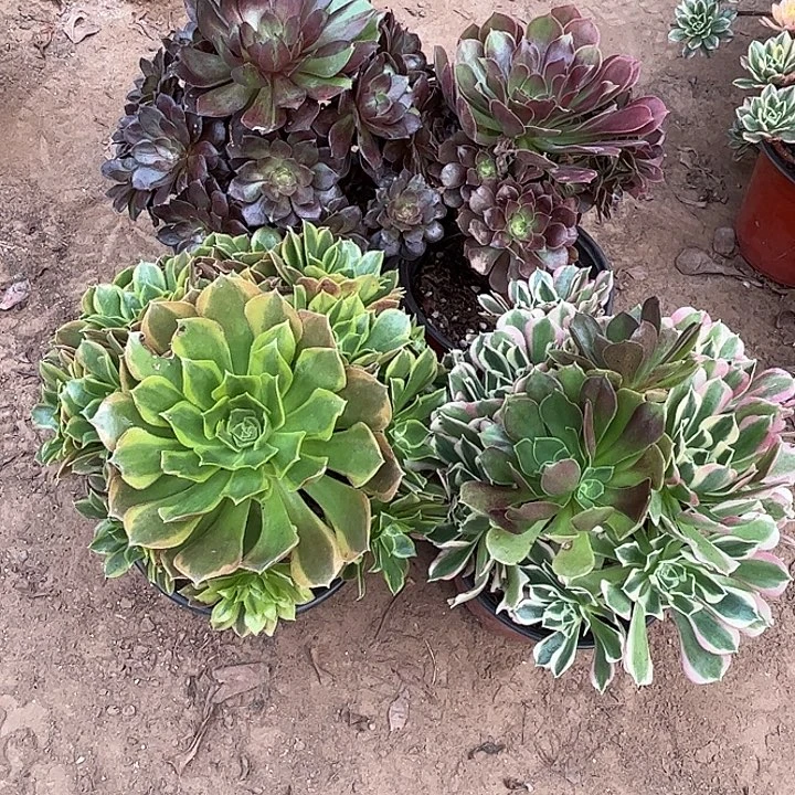 798多肉植物组合瑕疵，