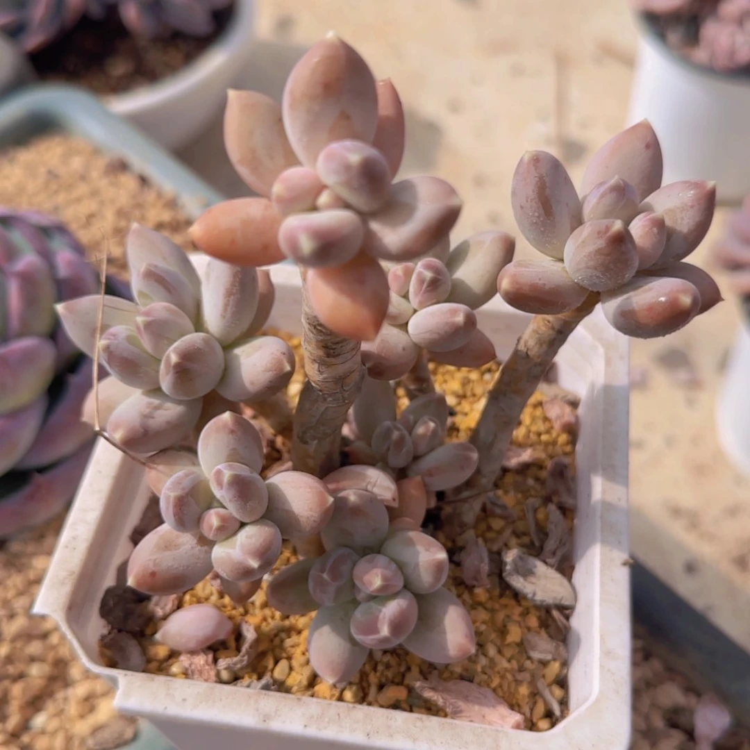 【闪购商品】松果美人