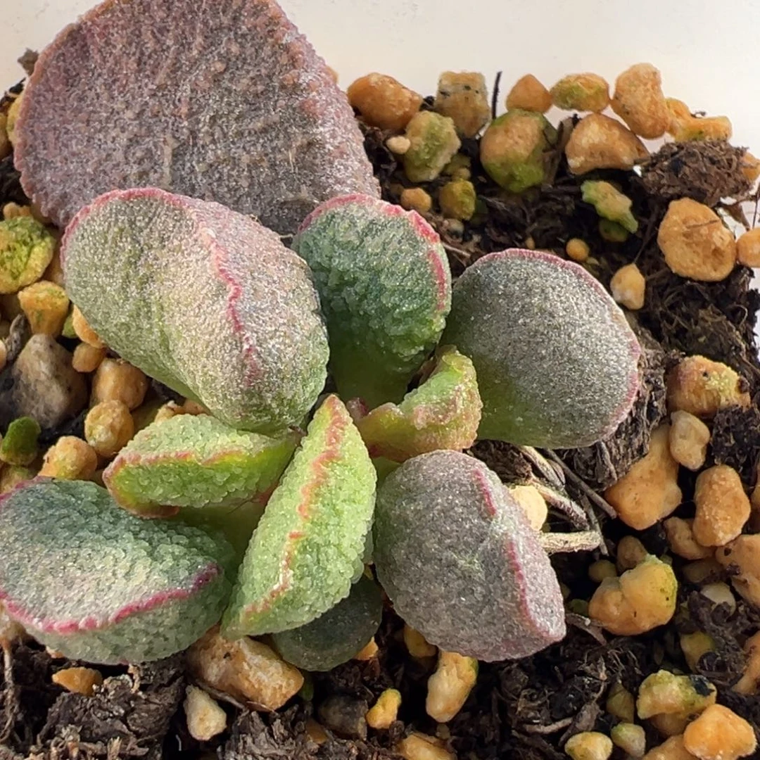 实生新品大苗多肉植物