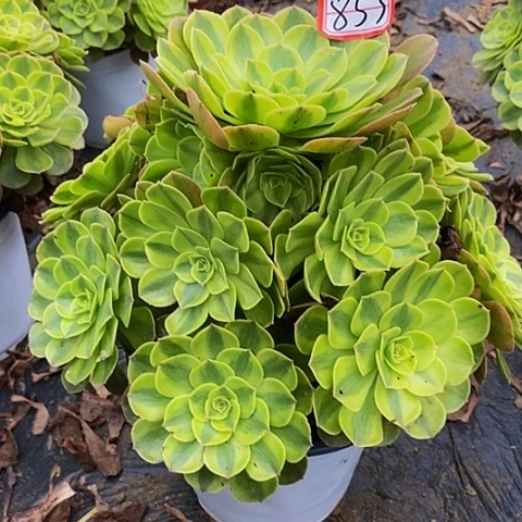 雨荷老桩捧花法师853号