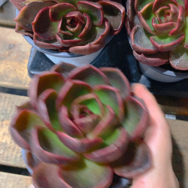 红灯。