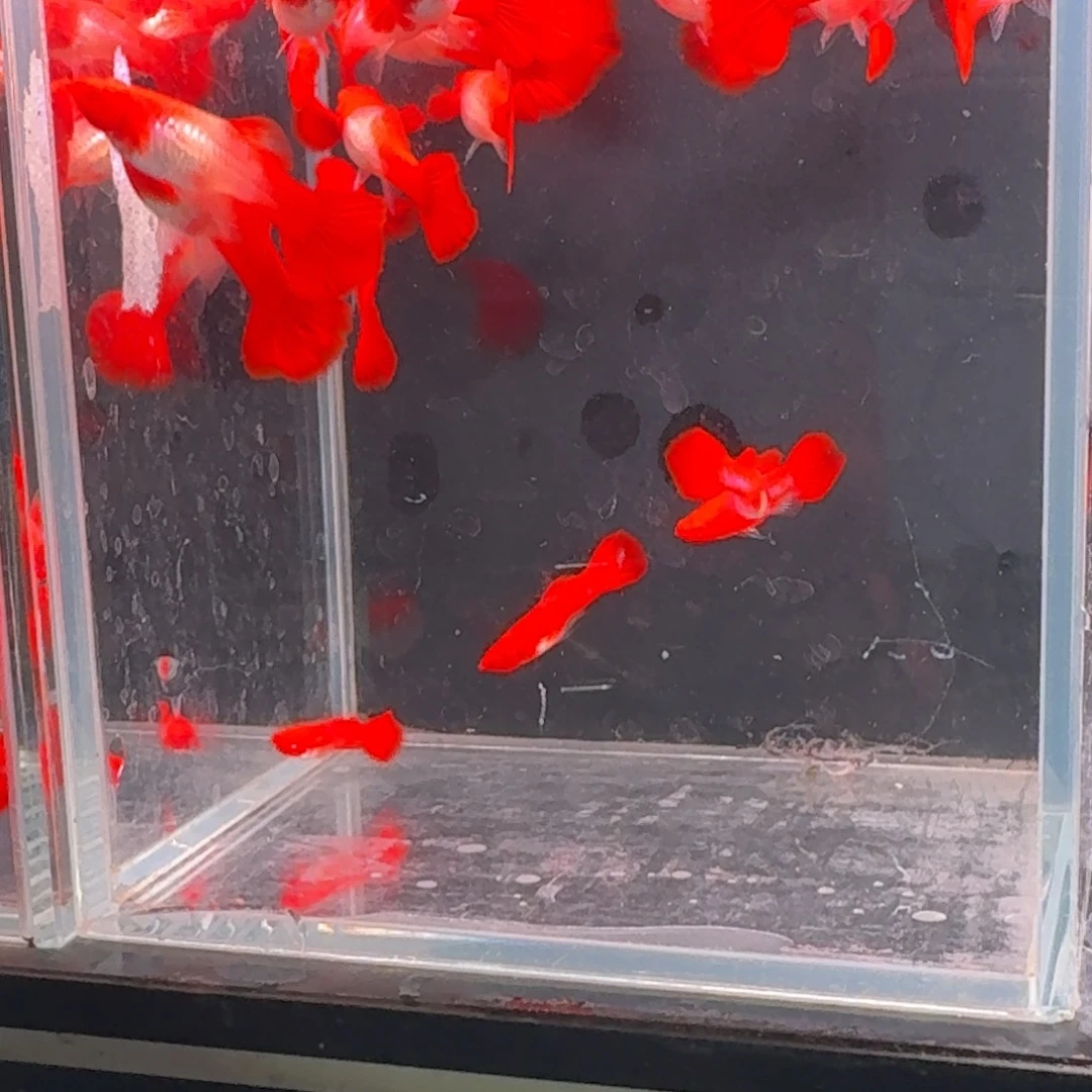 孔雀鱼小号2公8母