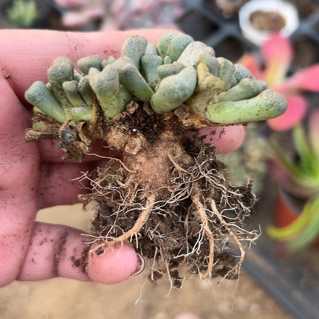 多肉植物多肉植物