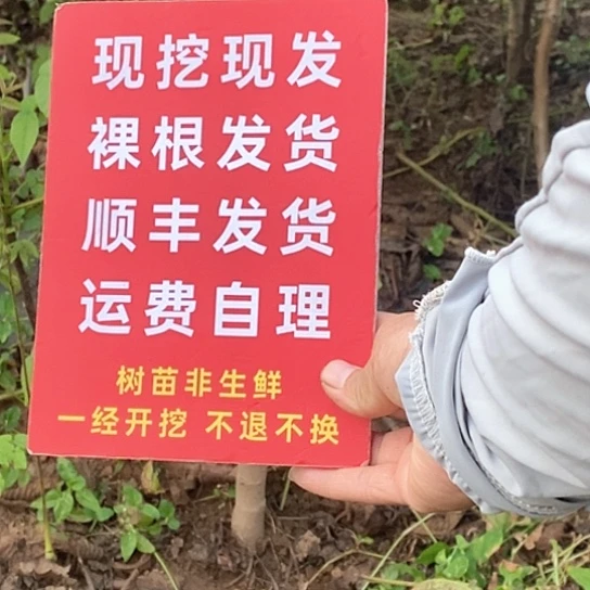 鱼***大吊坠文玩核桃铁锤