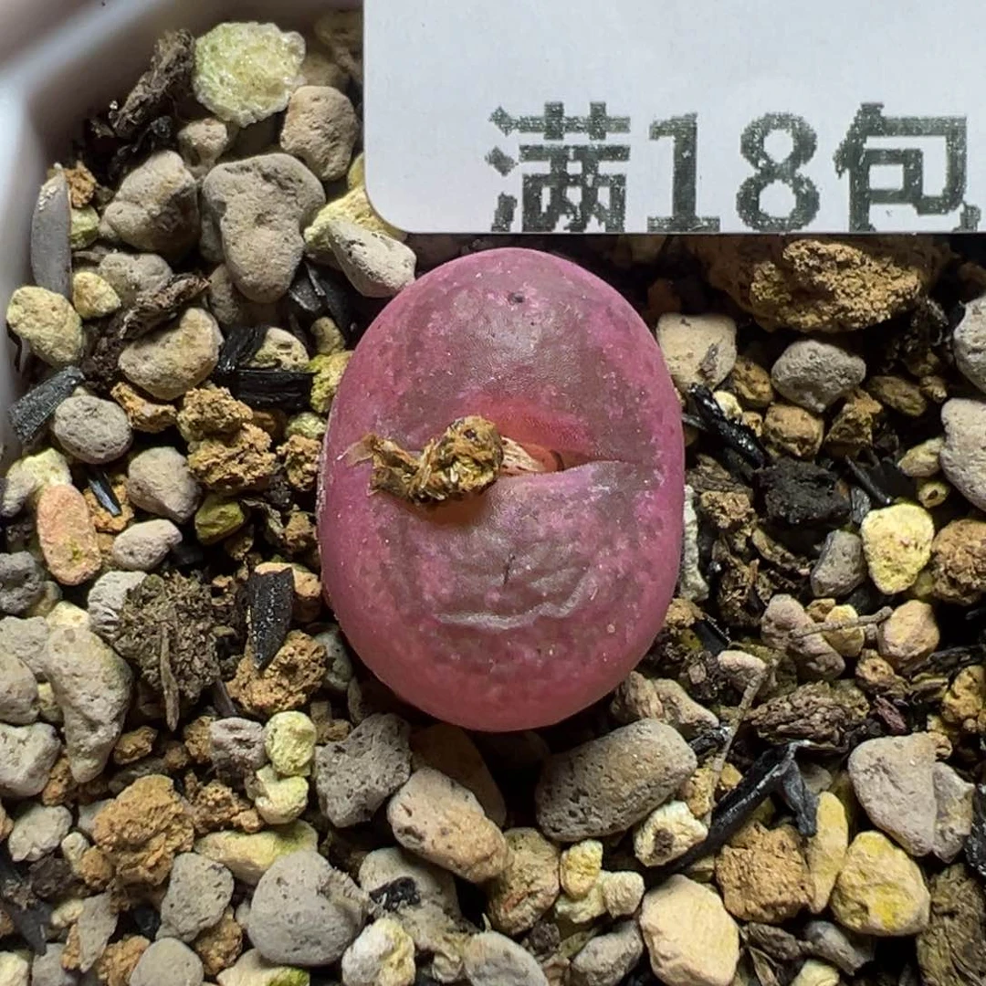 【闪购商品】753……