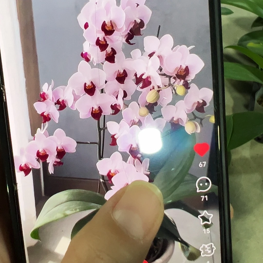 当前无花栽培后可以开花浮力貂蝉凑单发货一颗不发货