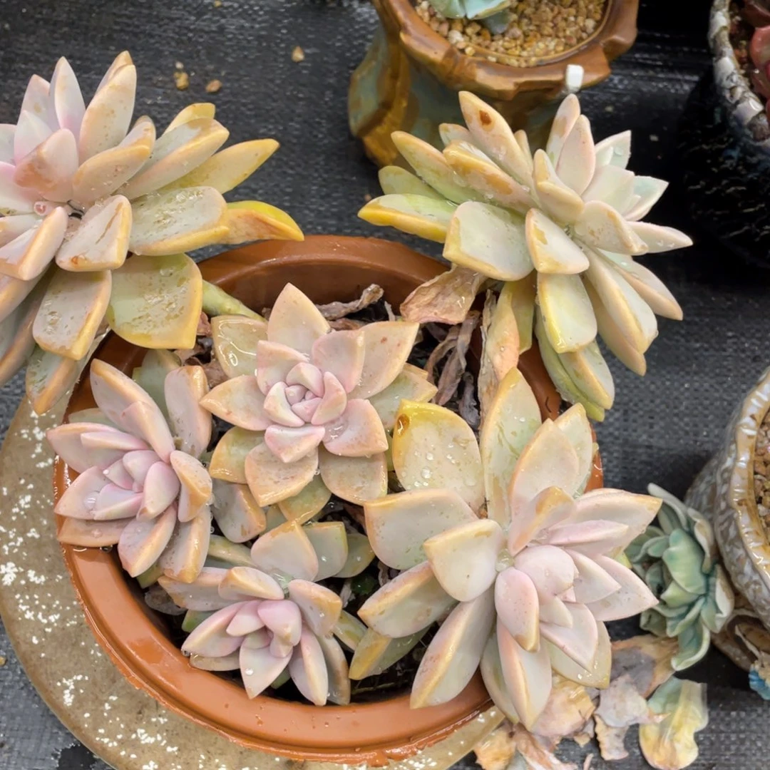 旺****弥鹿之森一物一拍