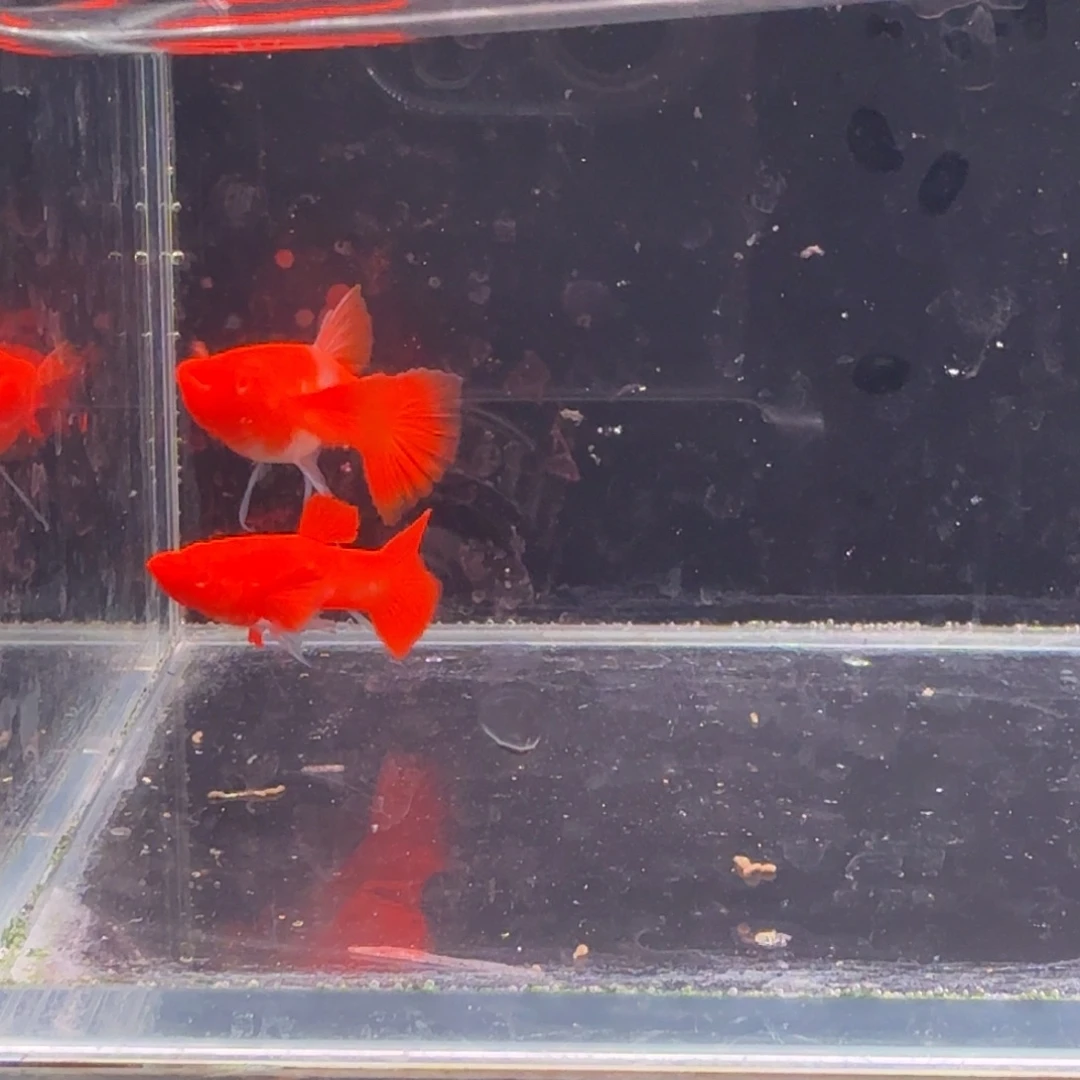 孔雀鱼鸿运当头双份水缎带1对