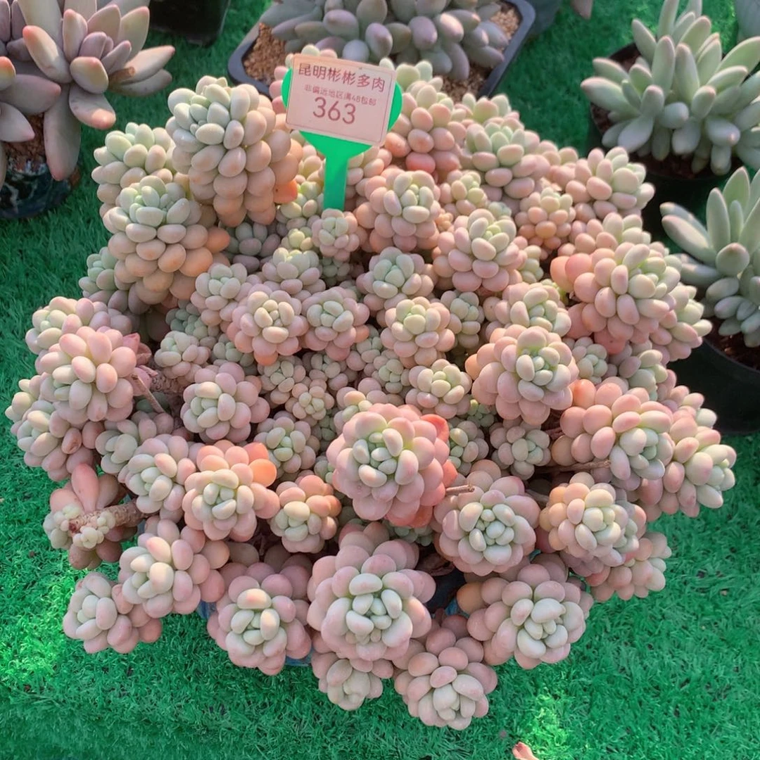 一***鸟洛可可大群升级老桩一物一拍363