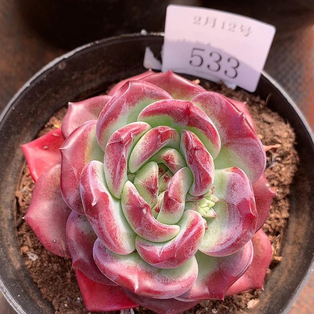 【闪购商品】云533号