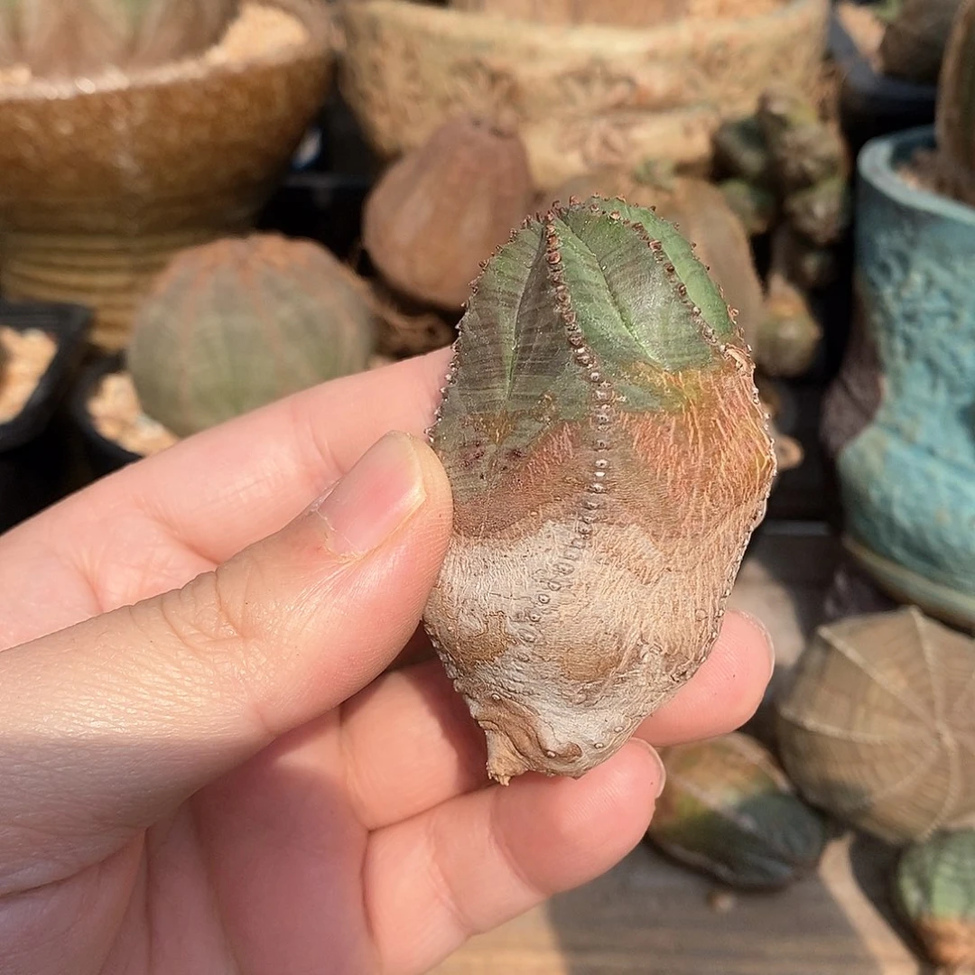 欧系布纹球一物一拍