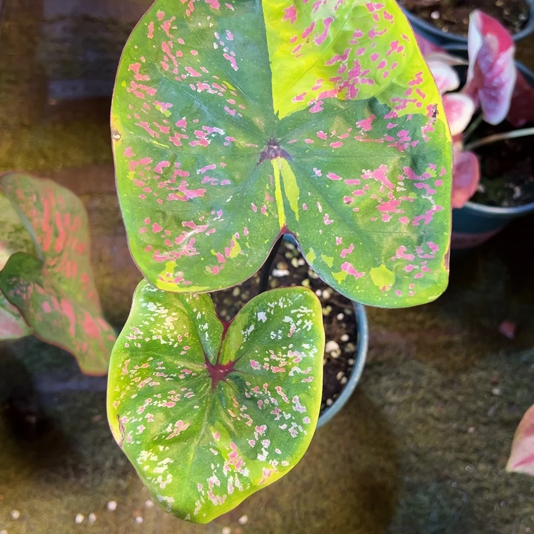 无花朵莫奈花园泰彩福利65