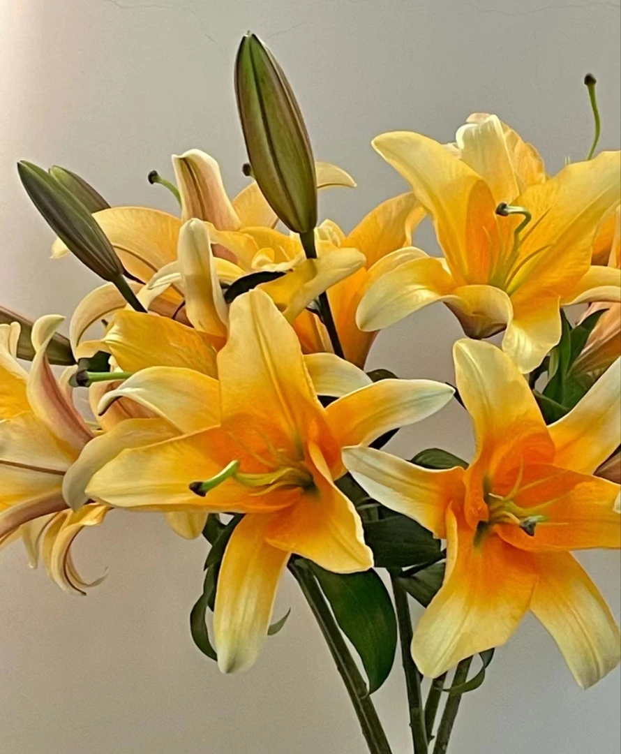 晚霞  单瓣香水百合 任意2单顺丰/德邦 云南鲜花直发