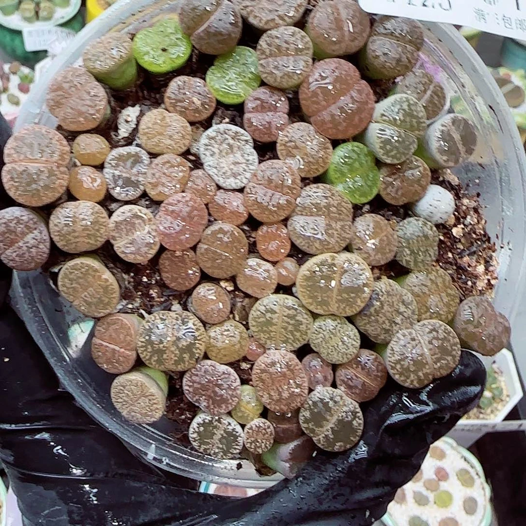 生石花满18包邮1125-191