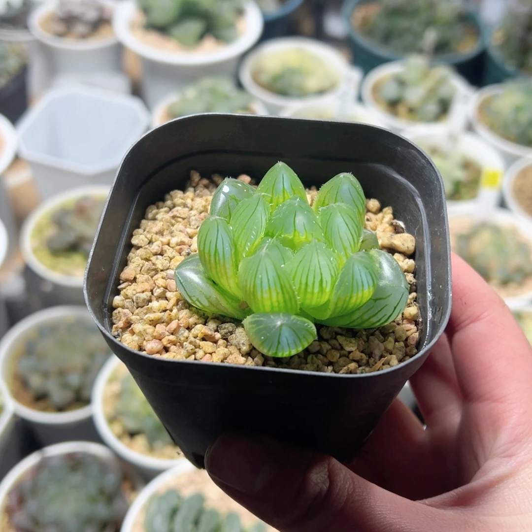 Y4透蓝玉露多肉植物