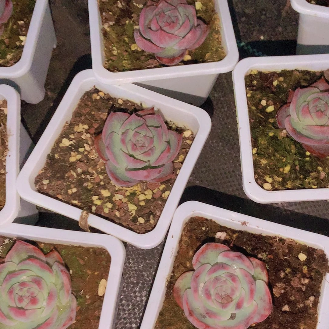 惊鸿245678999900000