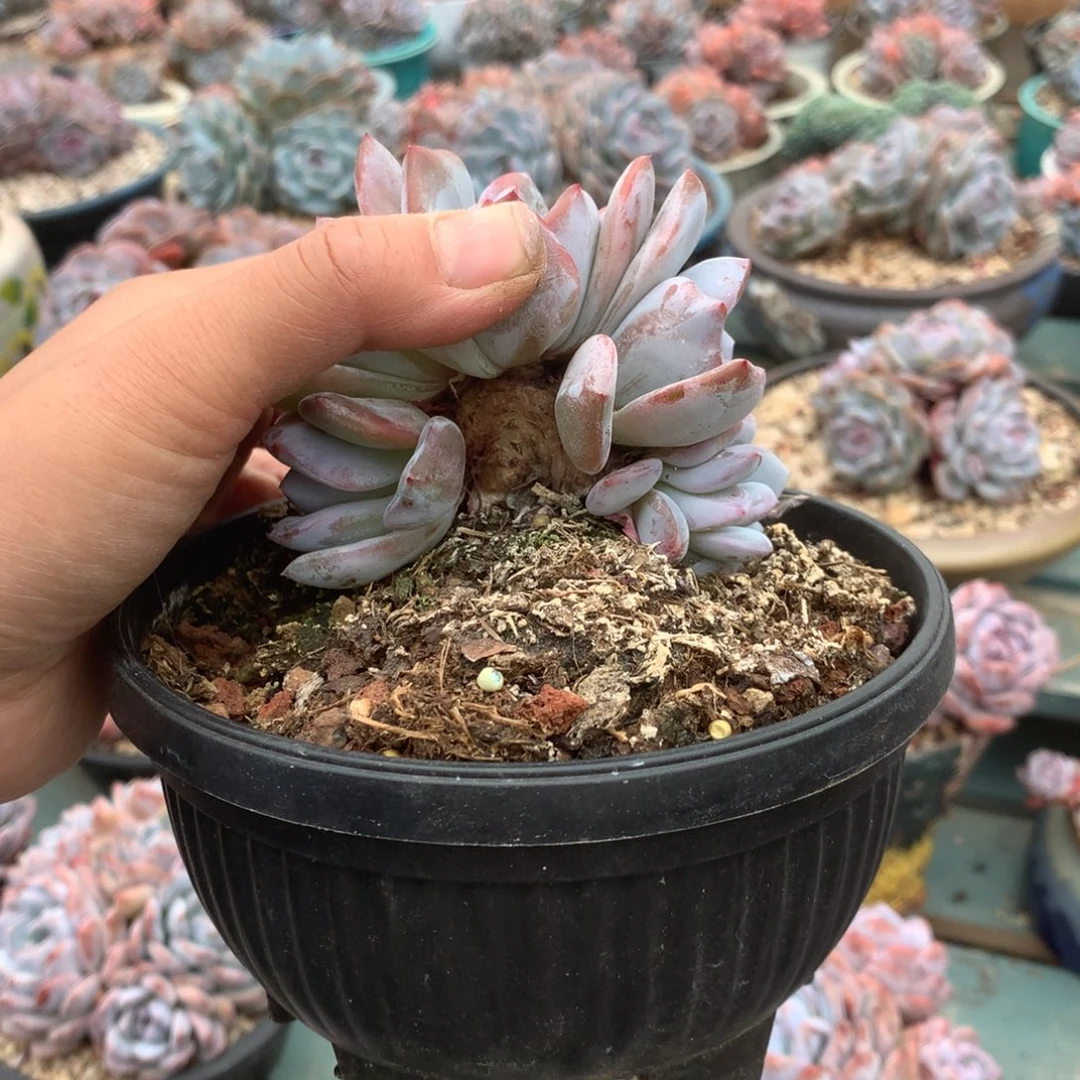 无花朵哈哈哈哈哈哈哈8