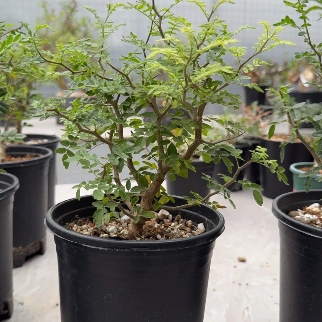 ****o滔天橄榄带盆土哈