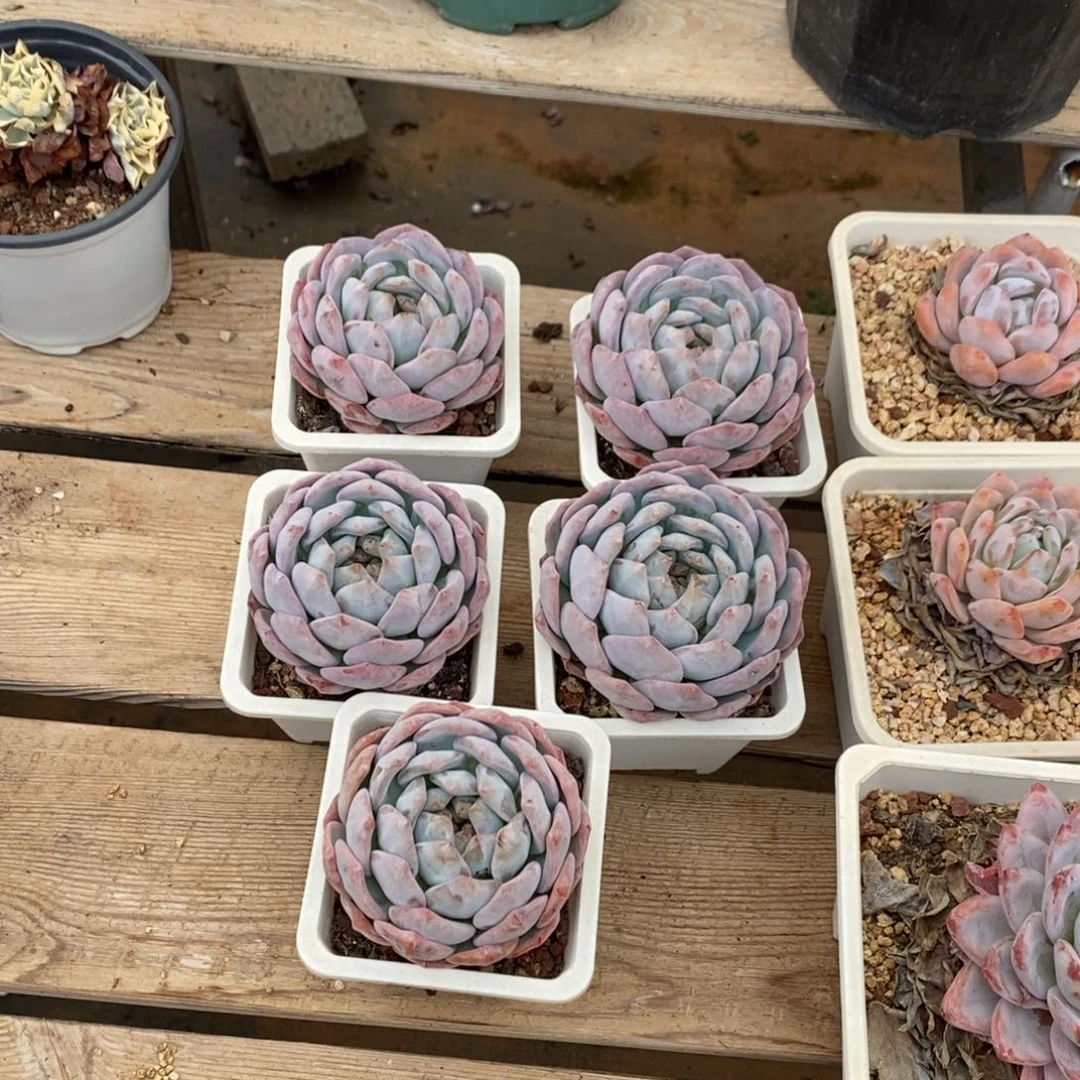 橙子多肉植物随机一个