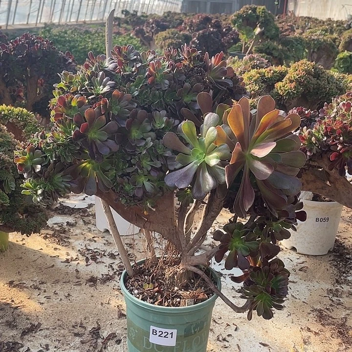 B221特价老侧修欧紫缀化48-1脱土包邮