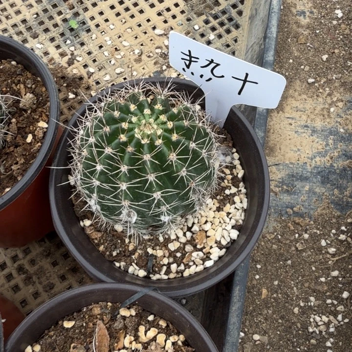 热加6公分一物一拍