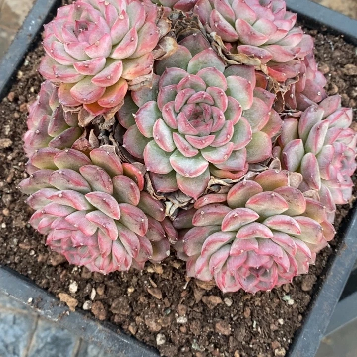 如***令1716杂交老桩基地～13厘米