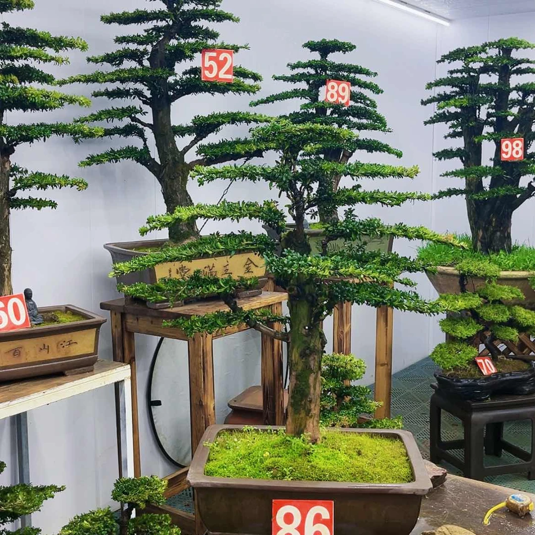 【闪购商品】罗汉松盆景艺术