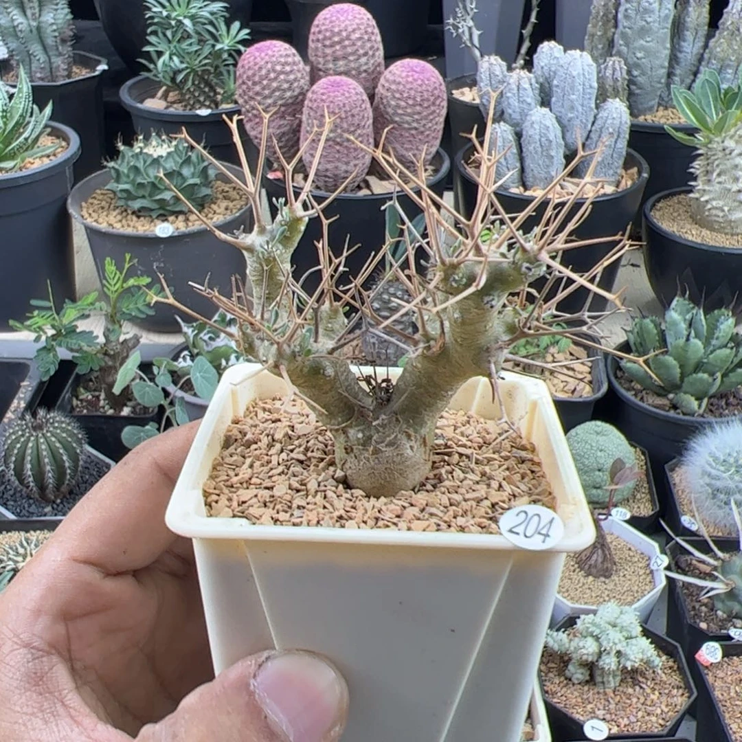 黑鬼殿厚敦菊一物一拍默认脱土发