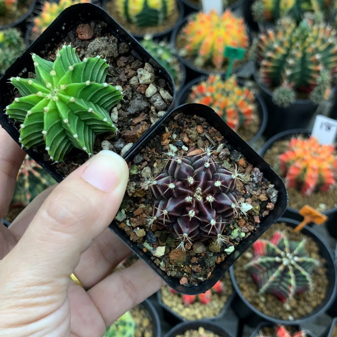 吕***金仙人球米哈牡丹锦