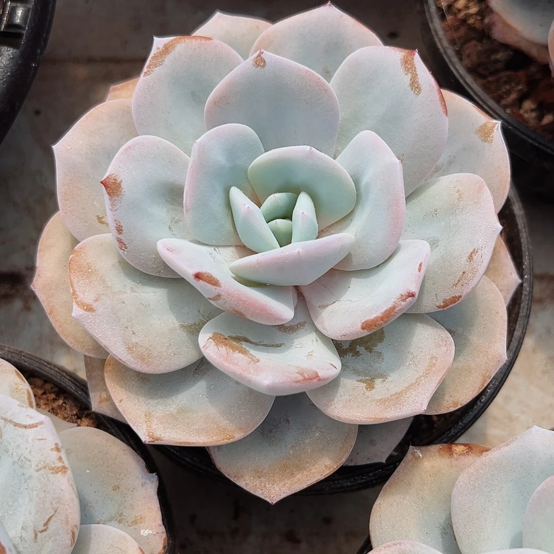 6-15-14精控韩版奶茶