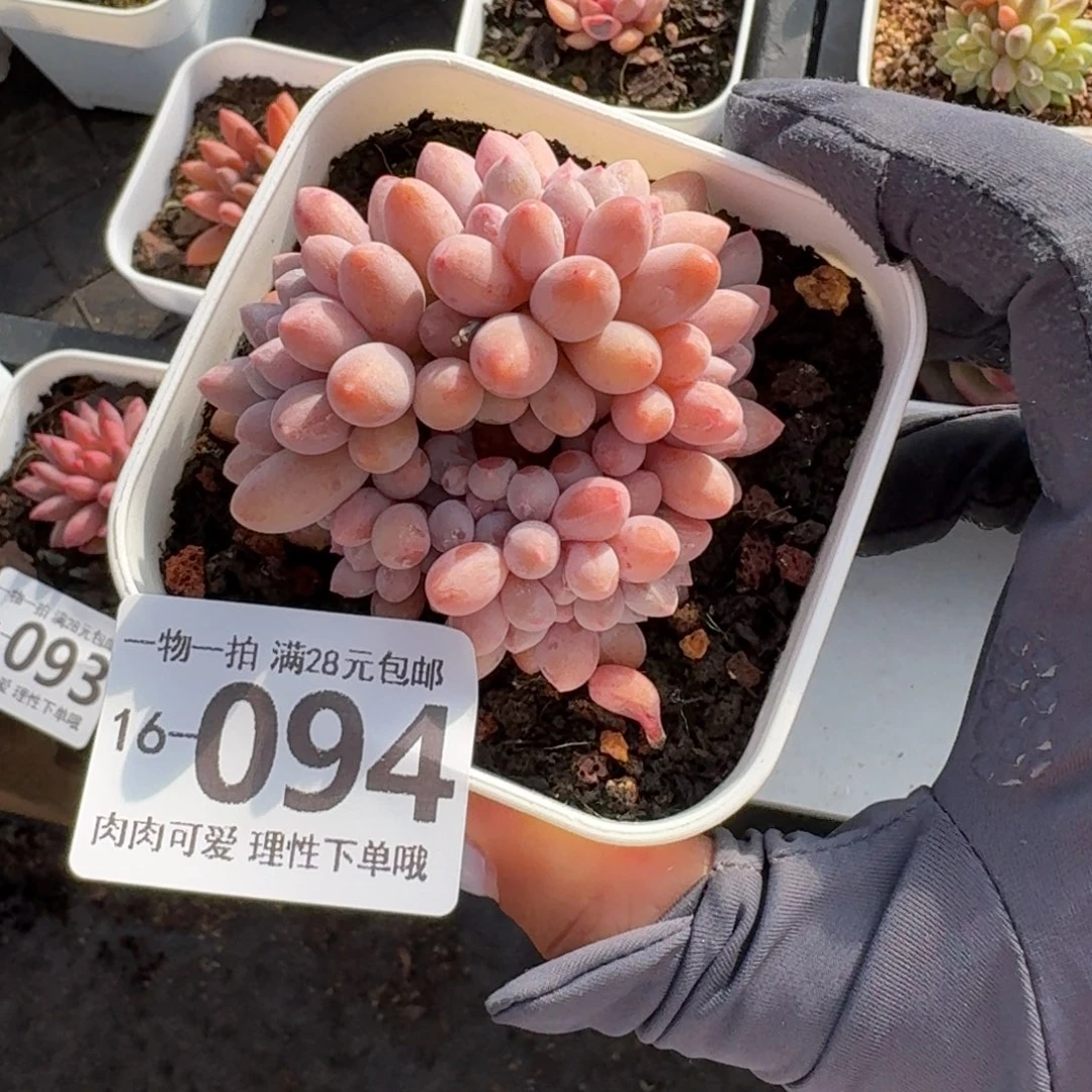 婴儿手指无盆土发货无