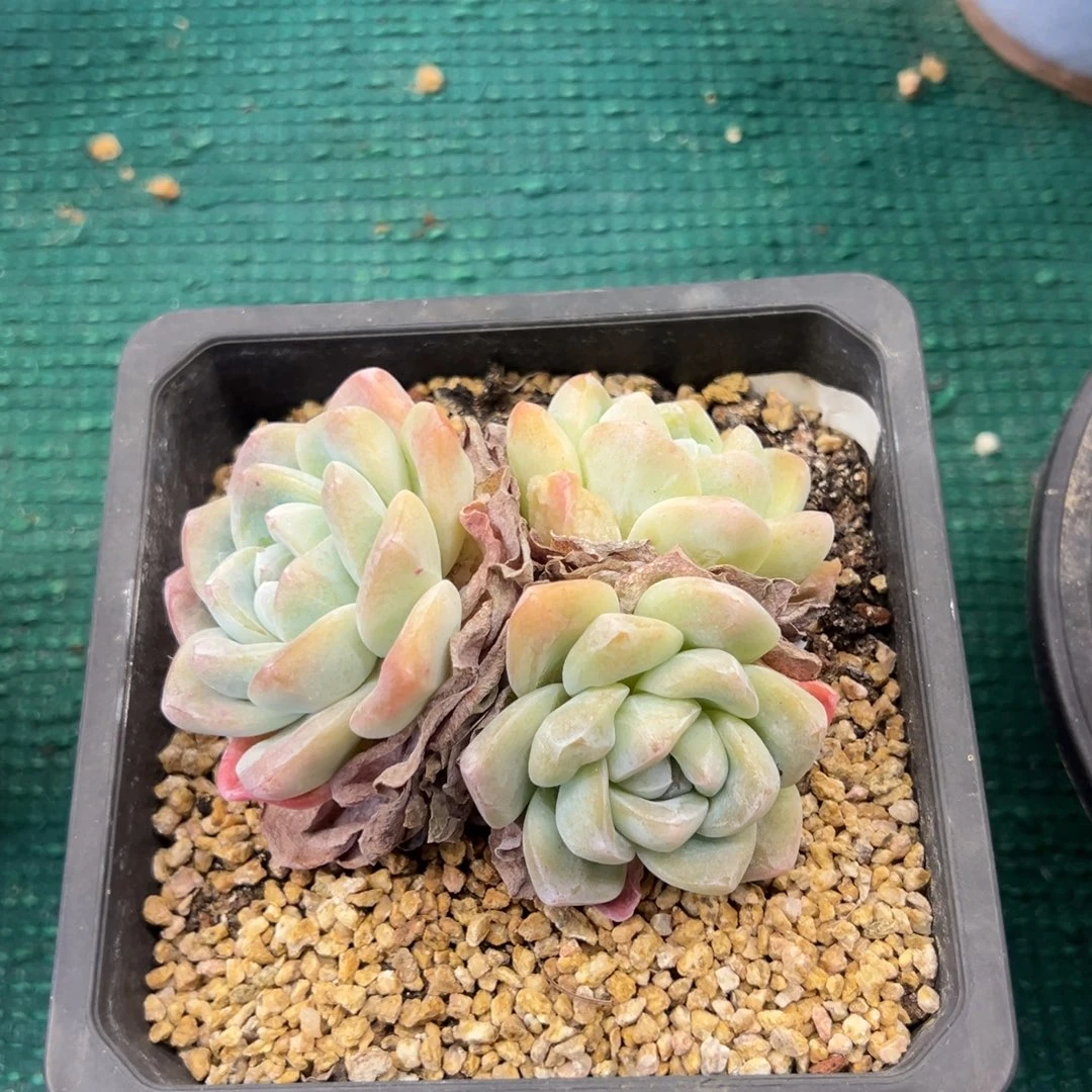 冰玉，，，，，，，，，，，，