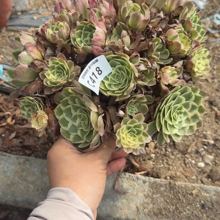 118高贵。多肉植物