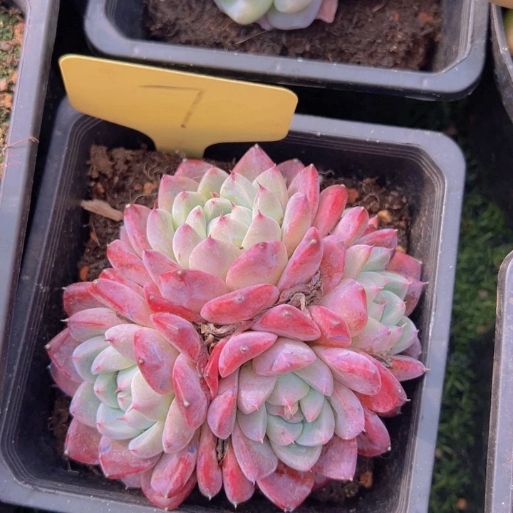 健健康康平平安安