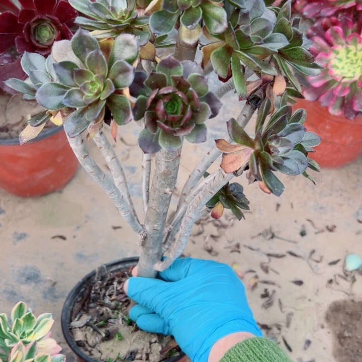 702灰豆多肉植物