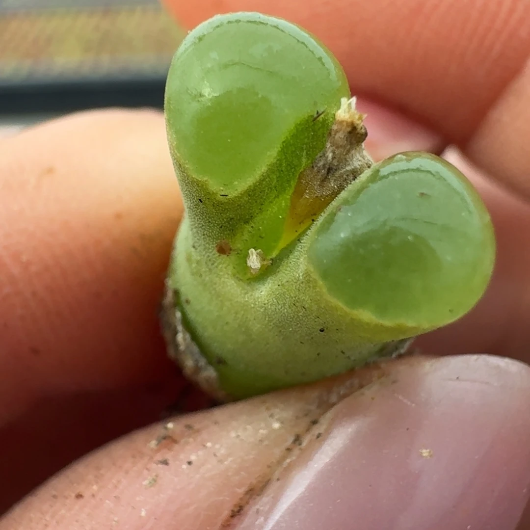 722佛肚一颗0000000000