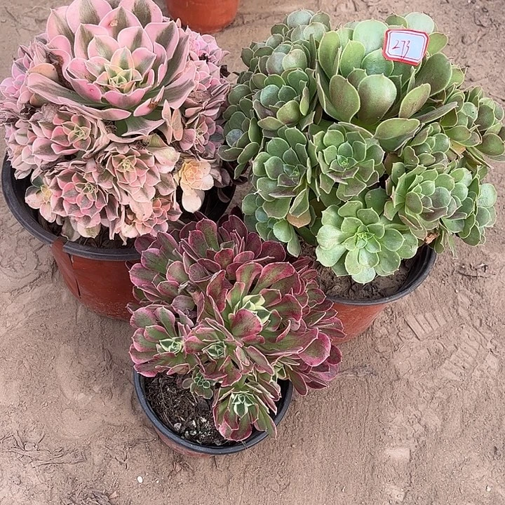 273多肉植物组合，