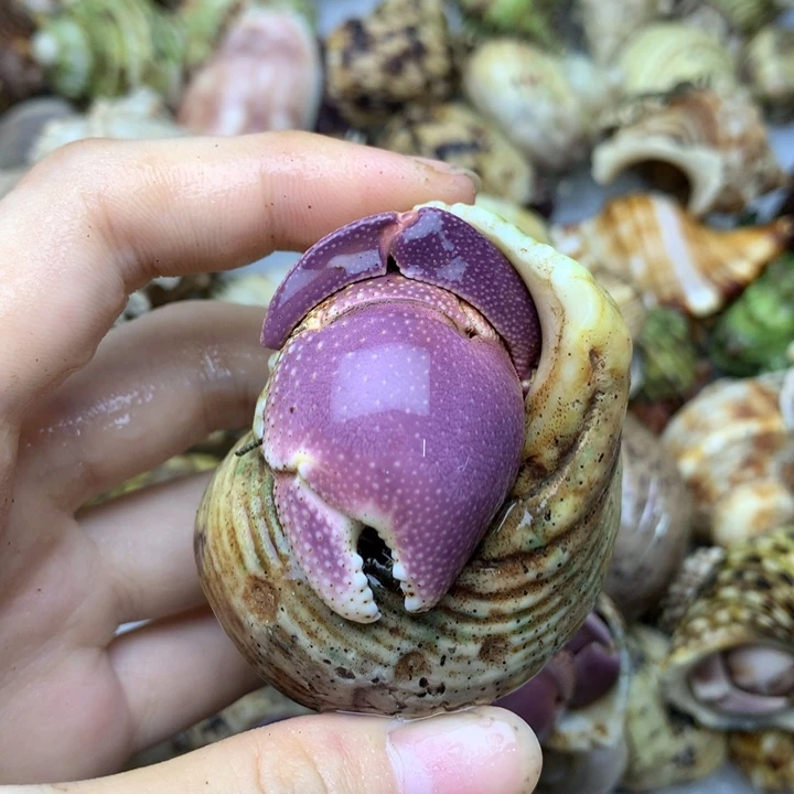33b精品粉紫大短腕