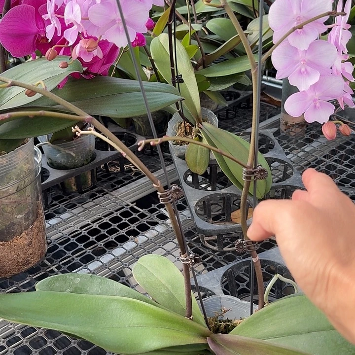 完全开放神仙姐姐2颗高品质